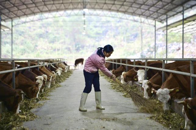 一个大石山区贫困县的特色“牛”产业