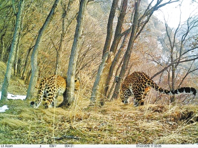 【要闻-文字列表】河南济源太行山区首次拍到金钱豹群体活动影像