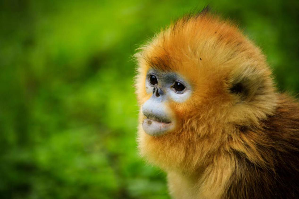 【美丽的精灵-金丝猴摄影图片】生态摄影_阿佬的视野_太平洋电脑网摄影部落