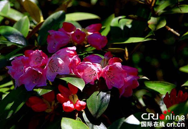 图片默认标题_fororder_峨眉山金顶杜鹃（峨眉山旅游股份有限公司--供图）-(2)