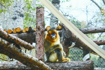 北京动物园为金丝猴添新居