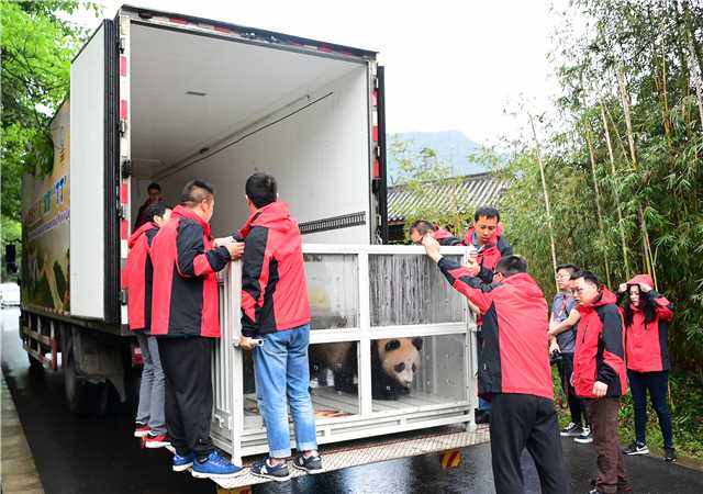 Panda pair leaves for Moscow zoo