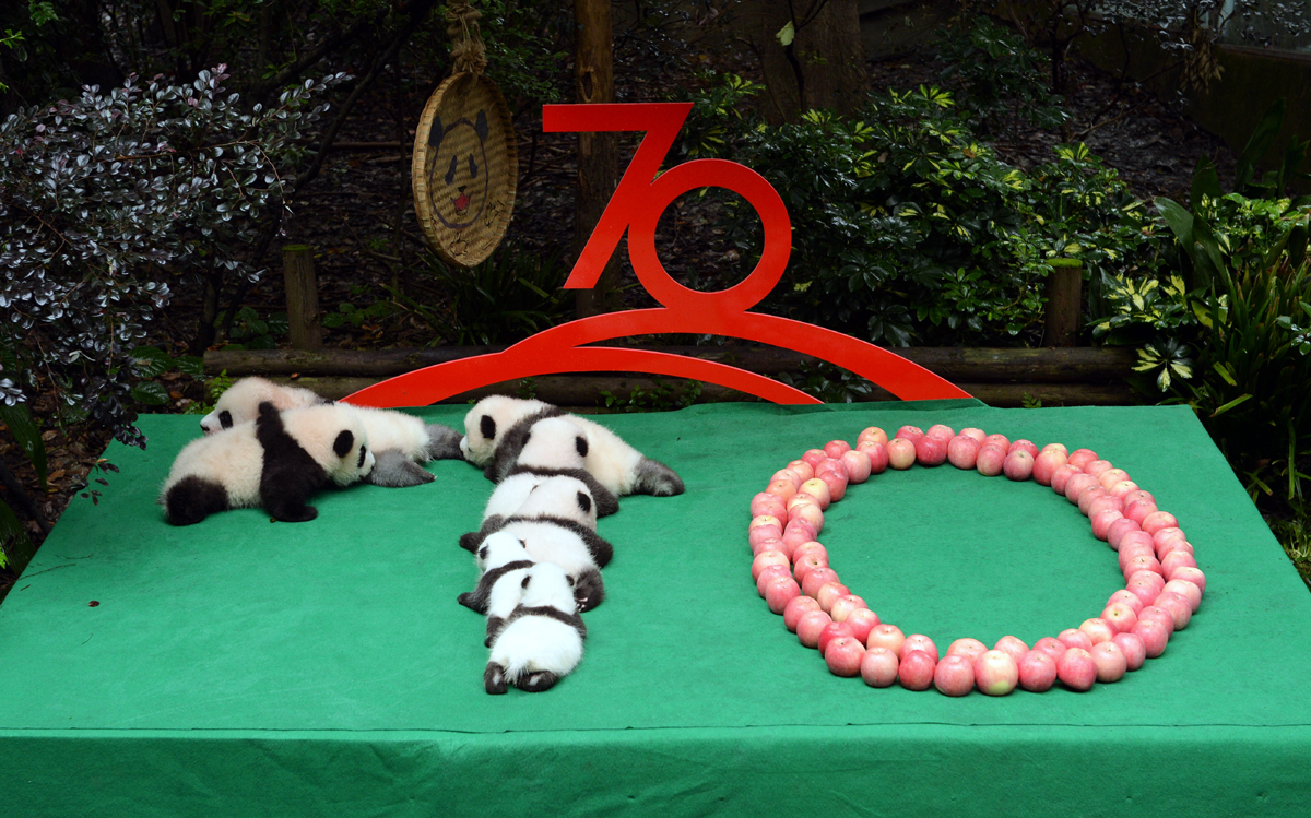 Panda cubs debut marks the 70th anniversary of PRC founding