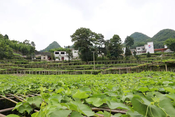 【综编待审】佛手瓜香 好花更红 —— 贵州惠水县佛手瓜成为“致富瓜”（焦点图）