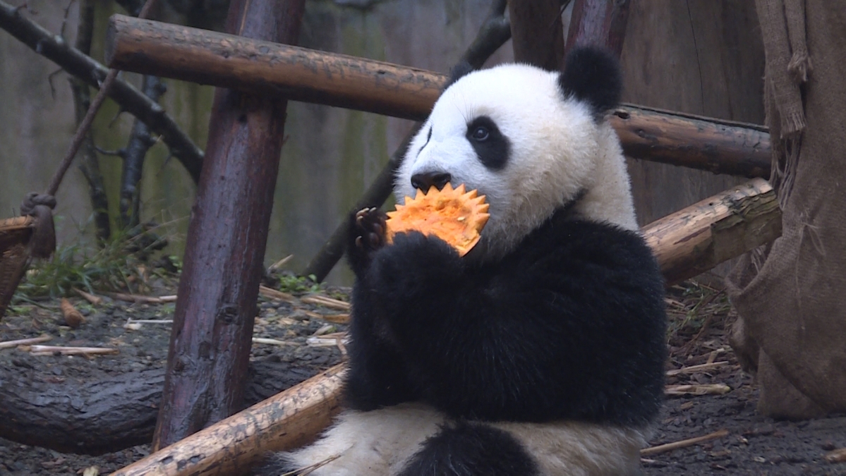 Los pandas comen calabaza en una base de cría