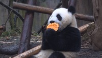 Los pandas comen calabaza en una base de cría