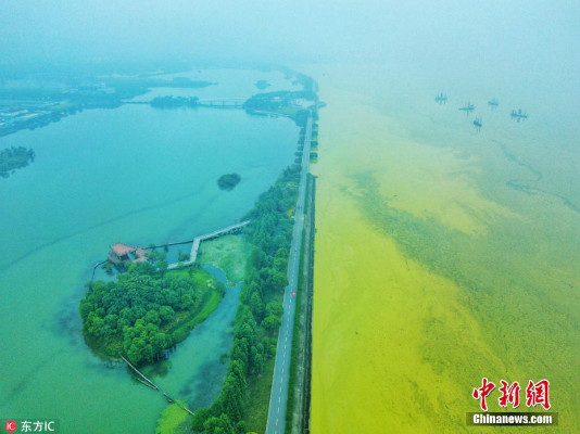 ทะเลสาบไท่หูเกิดสาหร่ายสีน้ำเงินลอยเต็ม น้ำเปลี่ยนเป็นสองสี