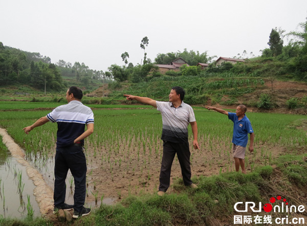 图片默认标题_fororder_鱼“吃”秧苗现场（摄影-方秦）