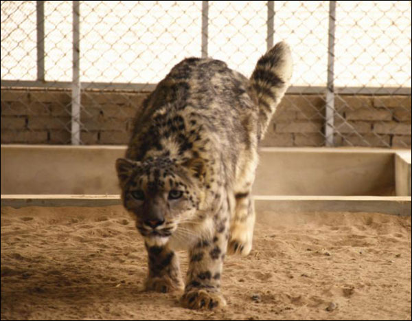 ลูกเสือดาวหิมะที่ได้รับการช่วยชีวิตแข็งแรงขึ้นแล้ว