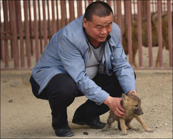 ลูกเสือดาวหิมะที่ได้รับการช่วยชีวิตแข็งแรงขึ้นแล้ว