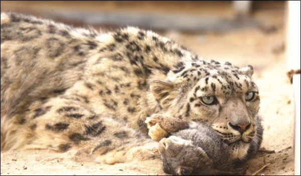 ลูกเสือดาวหิมะที่ได้รับการช่วยชีวิตแข็งแรงขึ้นแล้ว