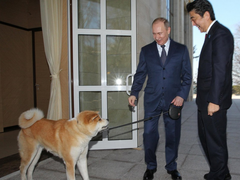 日本赠狗外交失败遭网民嘲弄：安倍真是个小丑