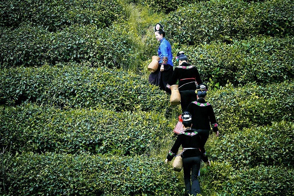 80后苗族美女放弃铁饭碗回到深山,为完成爷爷遗愿走红抖音 80后苗族美女放弃铁饭碗回到深山,为完成爷爷遗愿走红抖音