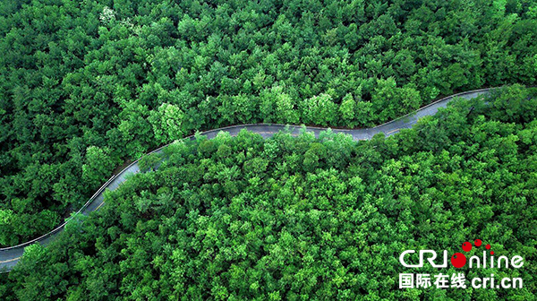 图片默认标题_fororder_森林公园2（陈平--供图）