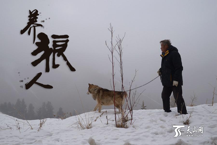 Xinjiang 7 year old wild wolf raised 150 meals a year spent nearly one million