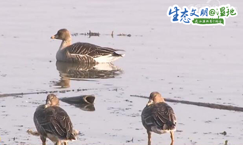 「央视网」【生态文明@湿地】最佳观鸟期来临，万鸟齐飞尽显湿地