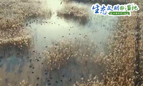 「央视网」【生态文明@湿地】最佳观鸟期来临，万鸟齐飞尽显湿地