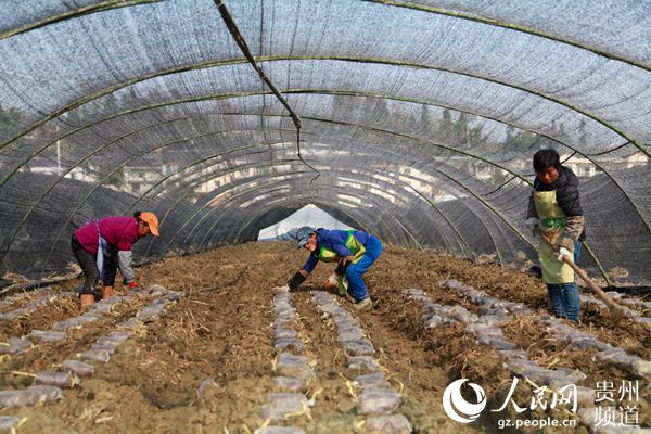 （社会）贵州遵义：产销对接打通田间到餐桌的绿色通道