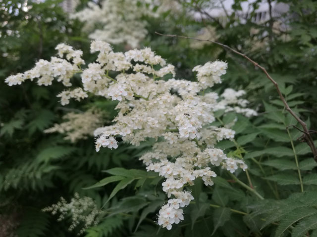 图片默认标题 图片默认标题_fororder_1