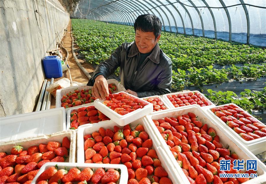 河北抚宁：小草莓成农民冬季增收“甜心果”