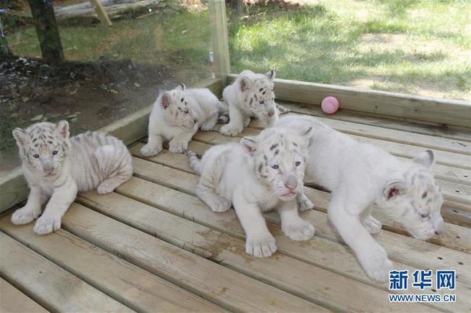 图片默认标题_fororder_b881984109471c6c49cf180