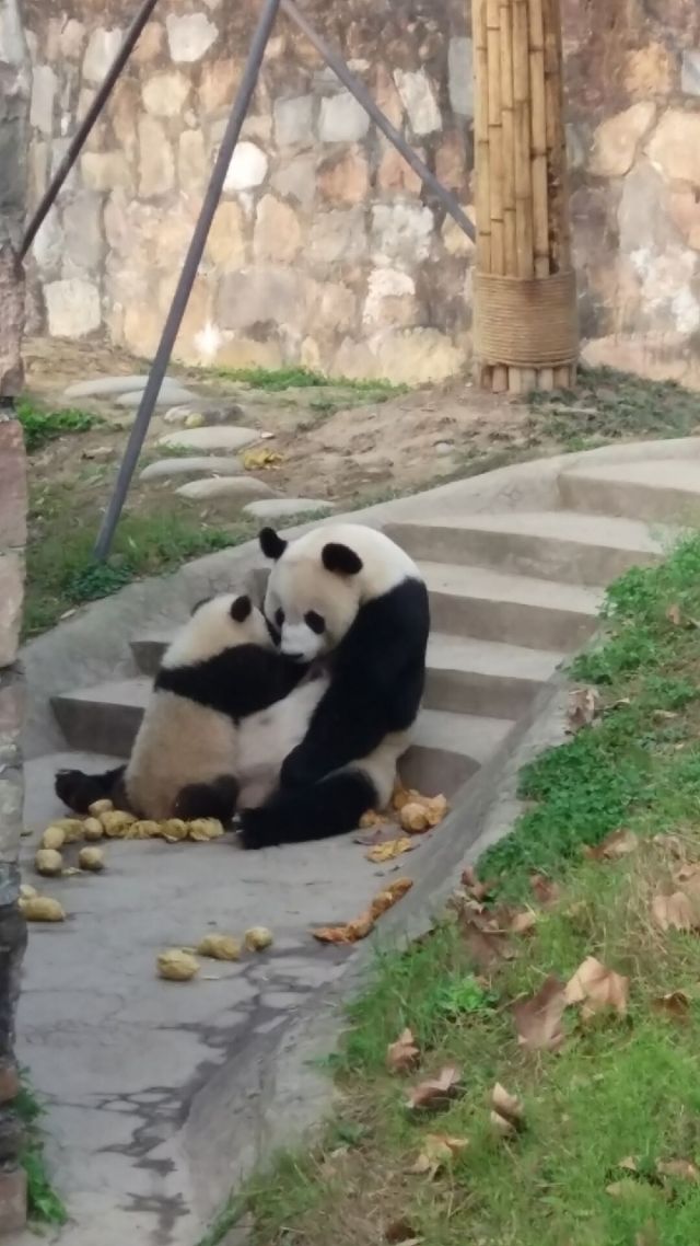 （焦点图，导航成都，移动端）熊猫与家园｜妃妃和脏兮兮的“小拖把”