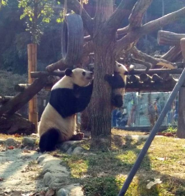 （焦点图，导航成都，移动端）熊猫与家园｜妃妃和脏兮兮的“小拖把”