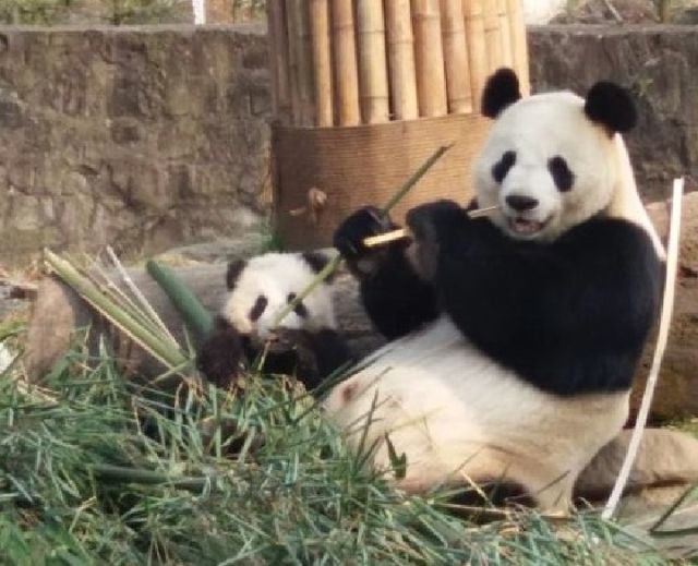 （焦点图，导航成都，移动端）熊猫与家园｜妃妃和脏兮兮的“小拖把”