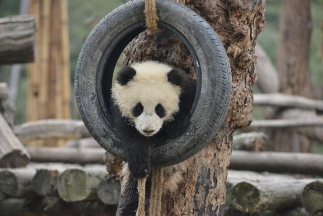 （焦点图，导航成都，移动端）熊猫与家园｜妃妃和脏兮兮的“小拖把”