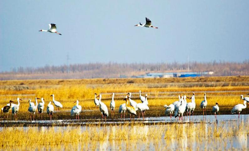 「央视网」【生态文明@湿地】与湿地相伴，绿水青山给了他们金山