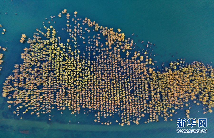 #新华网#俯瞰河南淅川丹江口水库库区