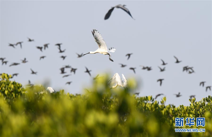 [新华网]海南：候鸟湿地享暖冬