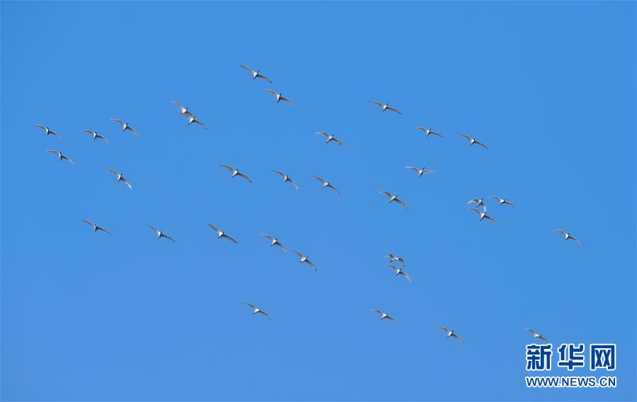 [新华网]海南：候鸟湿地享暖冬