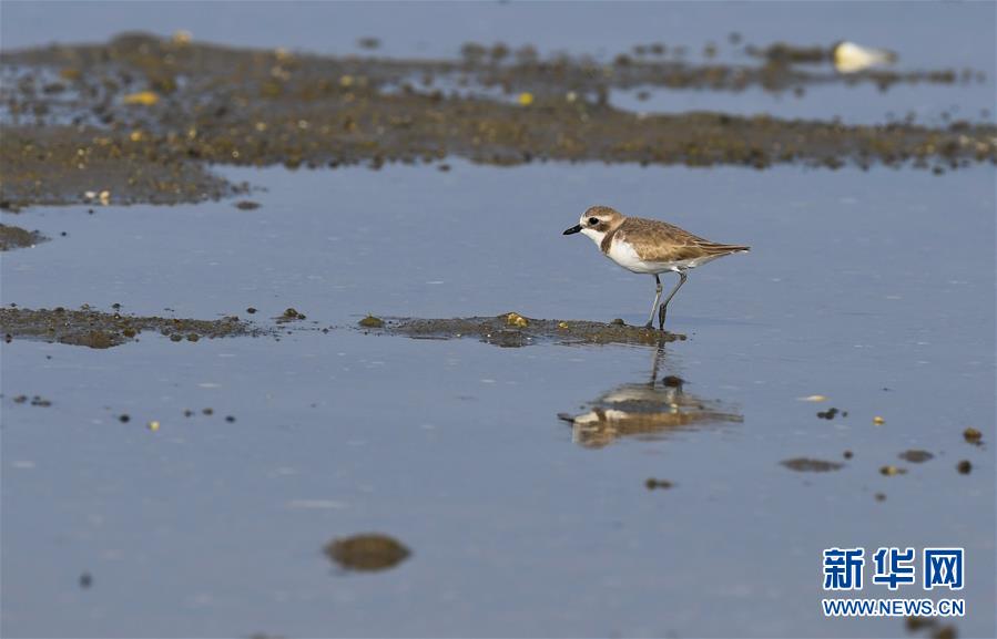 [新华网]海南：候鸟湿地享暖冬
