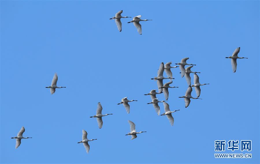 [新华网]海南：候鸟湿地享暖冬