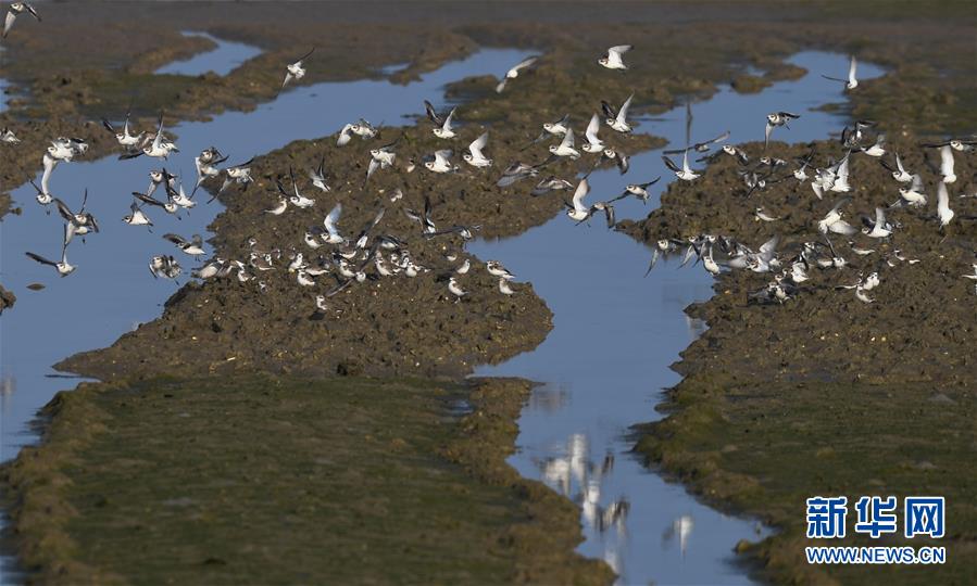 [新华网]海南：候鸟湿地享暖冬
