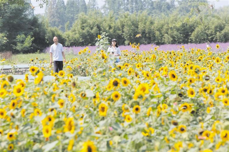 （导航成都，移动端）泛战旗景区绿道：以战旗村为核心 串起周边5个美丽乡村
