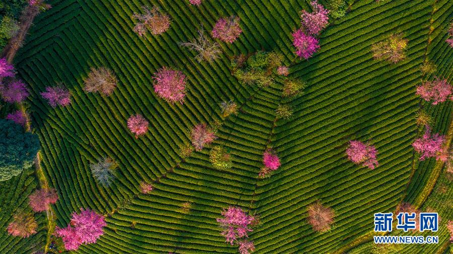 【新华网】无量山樱花谷：茶园泛绿 樱花似霞