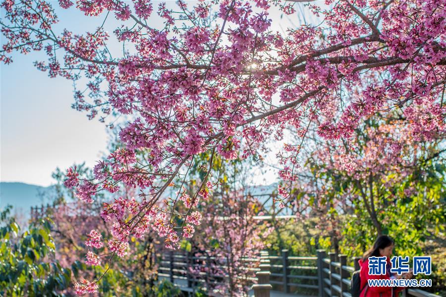 【新华网】无量山樱花谷：茶园泛绿 樱花似霞