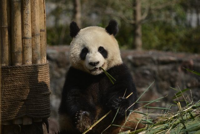 （焦点图，导航成都，移动端轮播图）熊猫与家园｜阿杰：不拘小节的大姐大