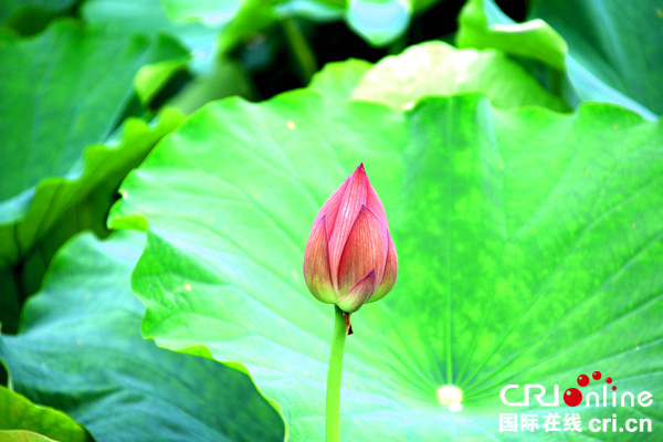 图片默认标题_fororder_含苞待放--（摄影-何芳）