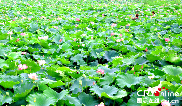 图片默认标题_fororder_荷花盛开--（摄影-何芳）