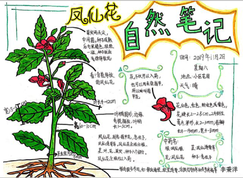 沈阳市沈河区朝阳一校沈北分校学生李秉洋作品《凤仙花》(5-9岁组)