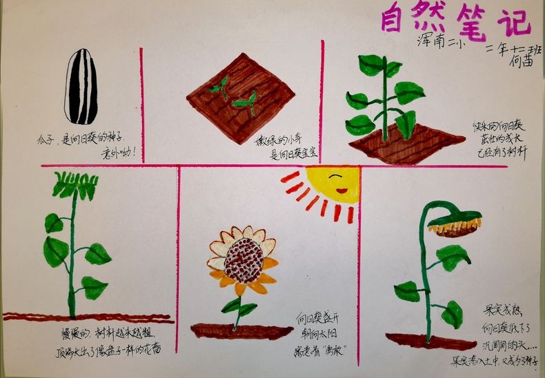 沈阳市浑南新区第二小学学生何苗作品《向日葵的成长固程》