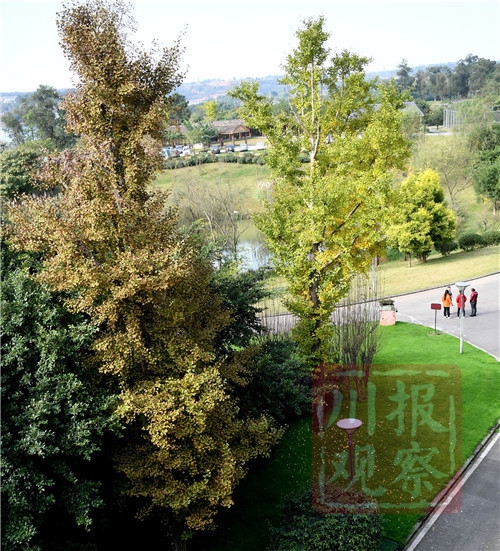 #四川在线#生态文明@湿地】初冬的仁寿黑龙滩国家湿地公园：色彩