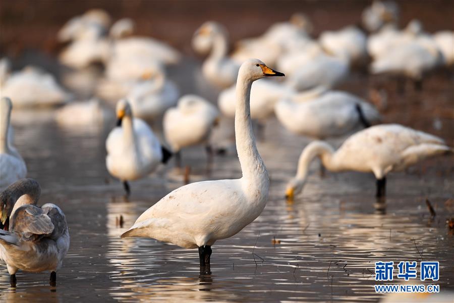 新华网@白天鹅“约会”黄河湿地