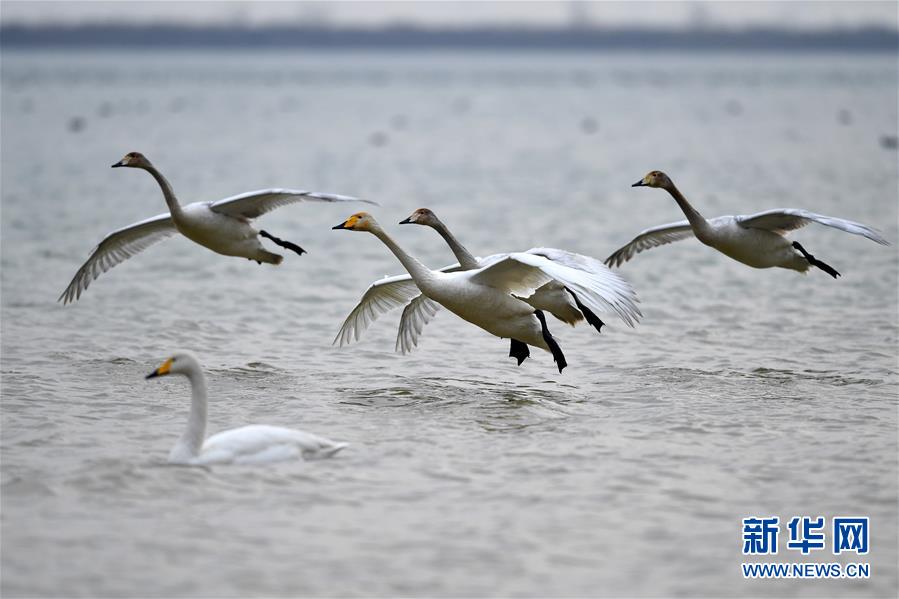 新华网@白天鹅“约会”黄河湿地