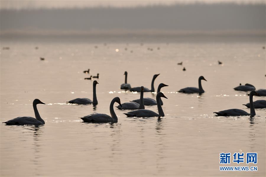 新华网@白天鹅“约会”黄河湿地