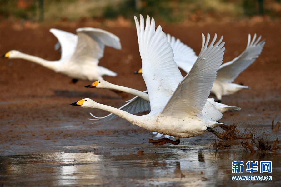 新华网@白天鹅“约会”黄河湿地