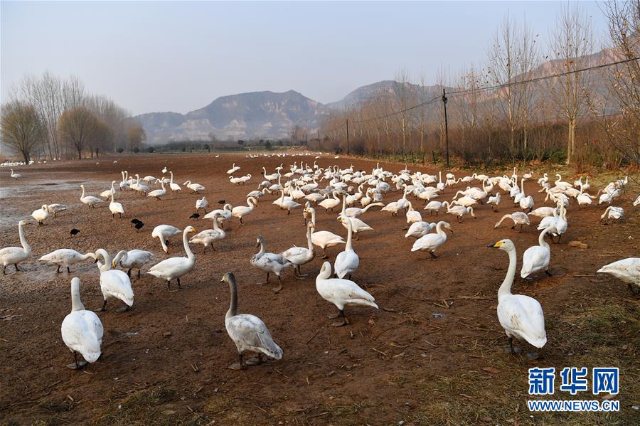 新华网@白天鹅“约会”黄河湿地